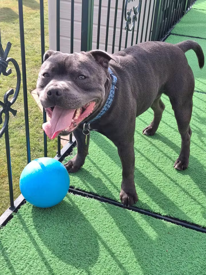 <h2><strong>THE APOQUEL ALTERNATIVE PET PARENTS ARE RAVING ABOUT</strong></h2>
