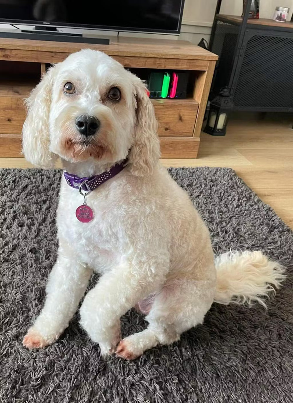 <h2><strong>THE APOQUEL ALTERNATIVE PET PARENTS ARE RAVING ABOUT</strong></h2>